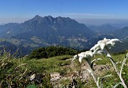 SENTIERO DEI FIORI ‘Claudio Brissoni’ ad anello da Capanna 2000 il 9 luglio 2020 - FOTOGALLERY